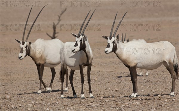 Arabian Oryx (Oryx leucoryx)