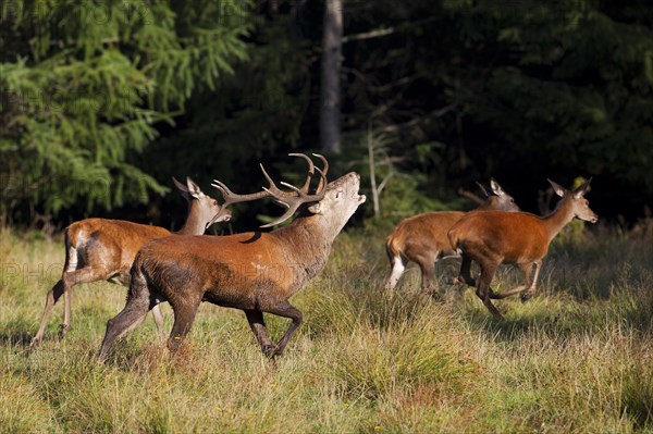 Red Deer (Cervus elaphus)