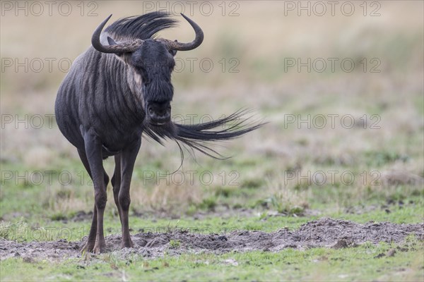 Blue Wildebeest (Connochaetes taurinus)