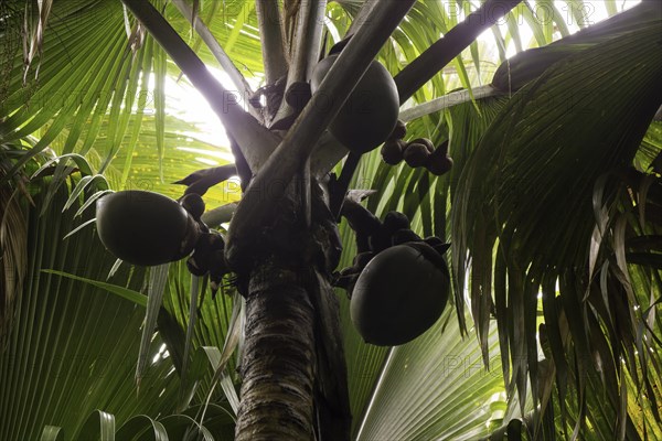 Immature female fruits of the Maldive Coconut or Coco de Mer (Lodoicea maldivica)