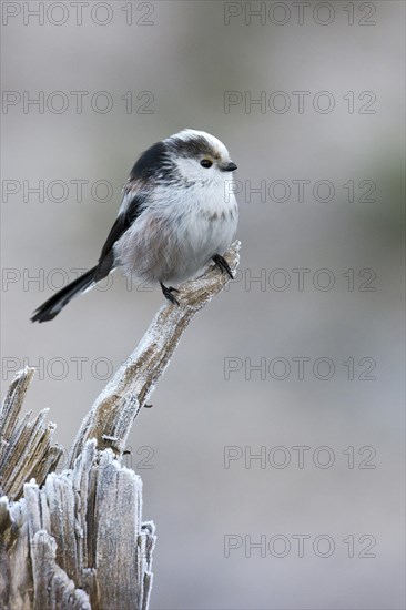 Long-tailed Tit (Aegithalos caudatus europaeus)