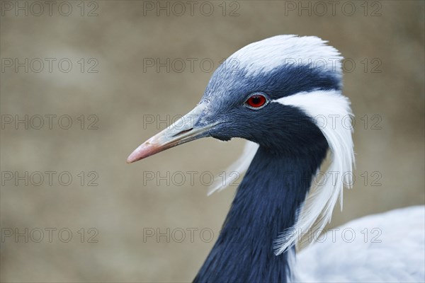 Demoiselle Crane (Anthropoides virgo)