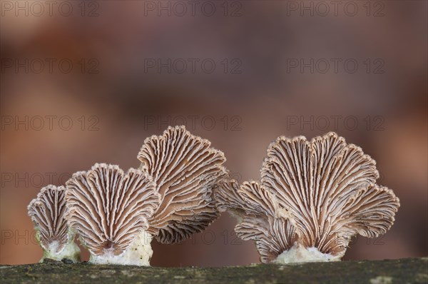 Common Porecrust or Split Gill (Schizophyllum commune)