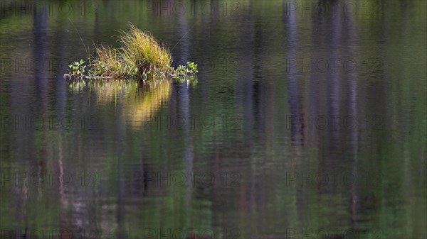 Grass island in a lake