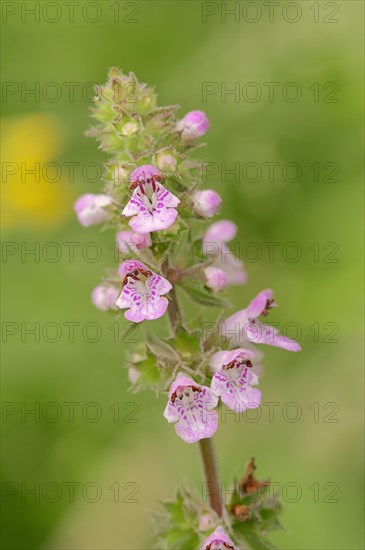 Marsh Woundwort (Stachys palustris)