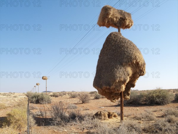 Huge communal nest of Sociable Weavers (Philetairus socius) on a telephone pole