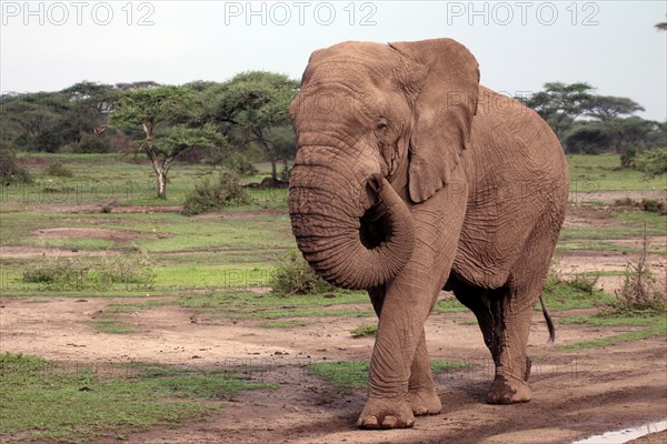 African Elephant (Loxodonta africana)