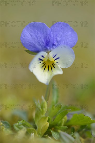 Heartsease or Wild Pansy (Viola tricolor)