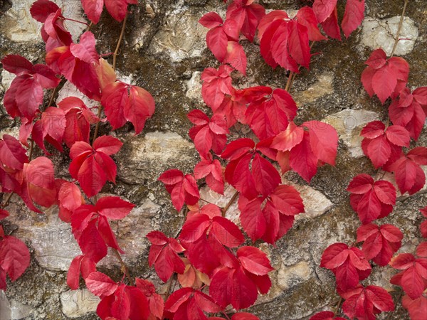 Wild Vine (Vitis vinifera) creeping on a stone wall