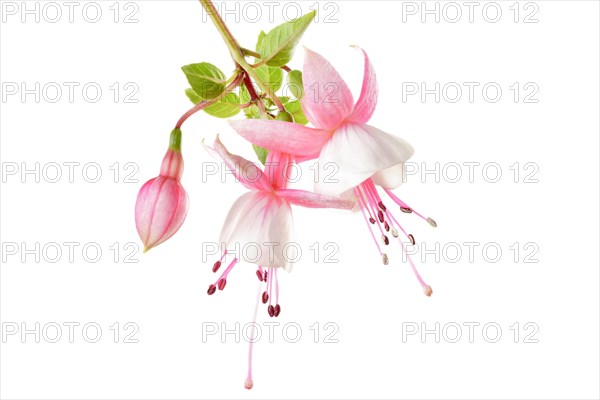 Fuchsia (Fuchsia)