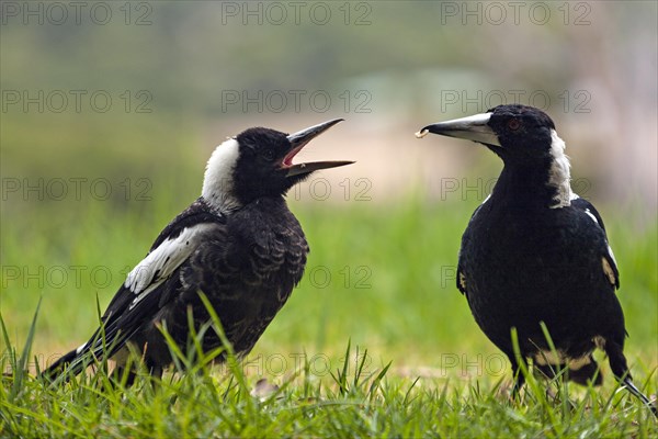 Australian Magpies (Gymnorthina hypoleuca)