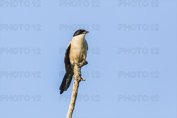 Azure-winged Magpie (Cyanopica cyana)