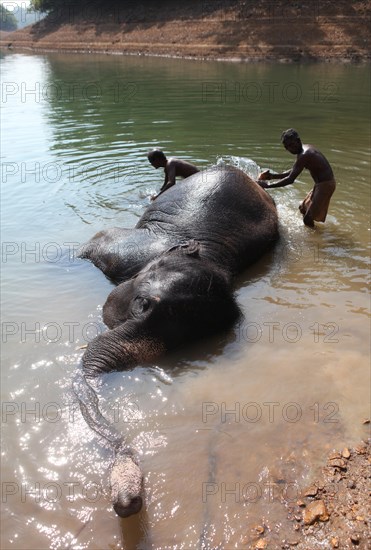 Two mahouts cleaning an Asian Elephant (Elephas maximus) lying in the water