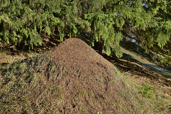 Anthill of the Big Red Wood Ant (Formica rufa)