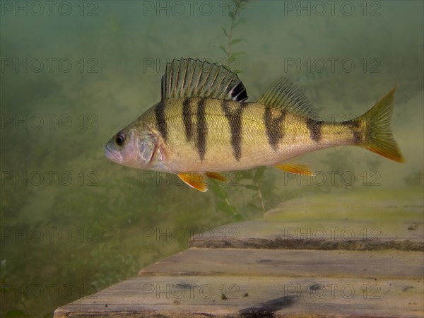 A European perch Perca fluviatilis) foraging on the lake bottom