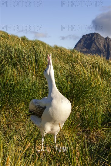 Wandering Albatross (Diomedea exulans) at its nesting site