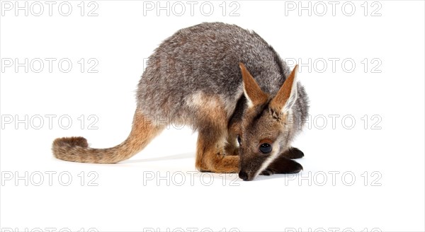 Yellow-Footed Rock-Wallaby (Petrogale xanthopus)