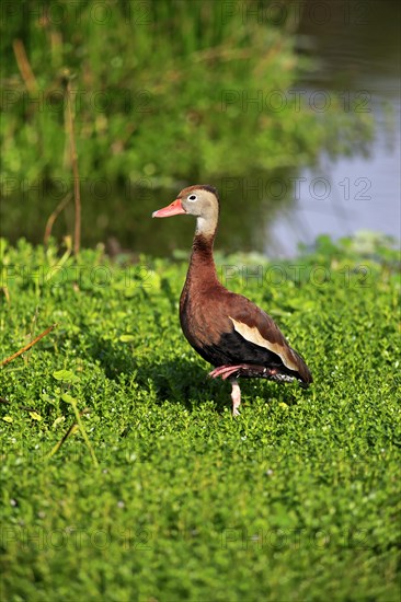 Black-bellied Whistling Duck (Dendrocygna autumnalis)