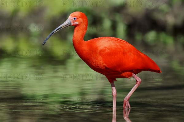 Scarlet Ibis (Eudocimus ruber)