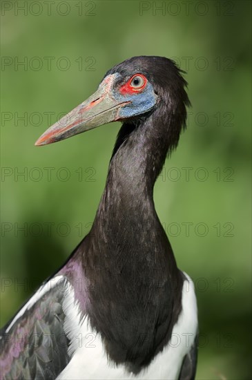 Abdim's Stork (Ciconia abdimii)