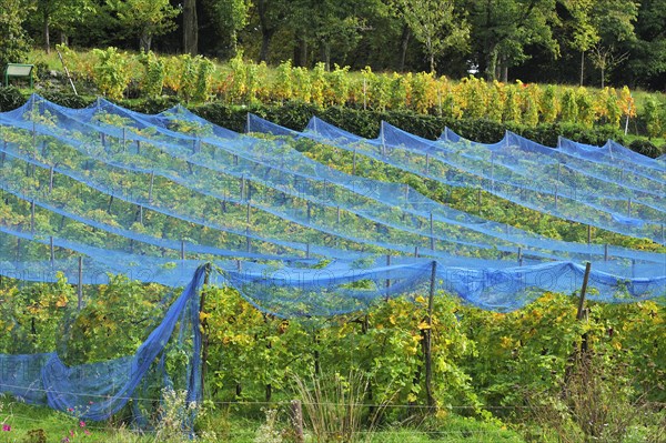 Blue hail nets over vines