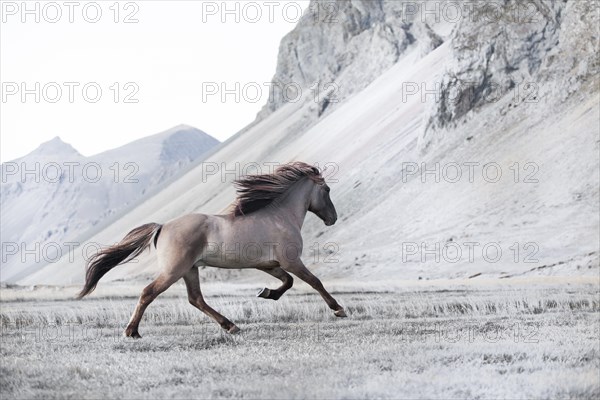 Dun-coloured stallion galloping across a meadow