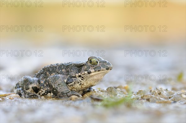 Green Toad (Bufo viridis complex) in an abandoned gravel pit