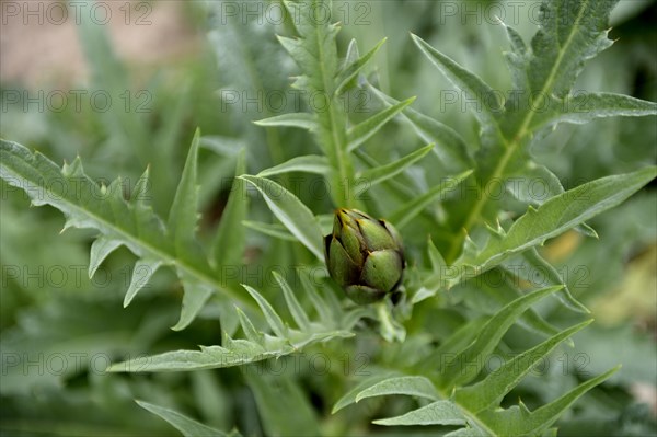 Bud of a Cardoon (Cynara cardunculus)