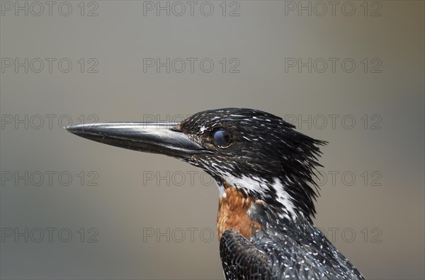 Giant Kingfisher (Megaceryle maximus)