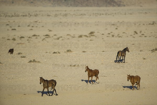 Wild horses in the Namib Desert