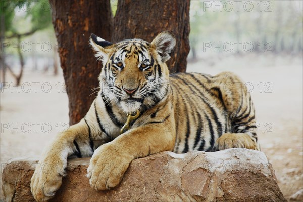 Tiger Temple or Wat Pa Luangta Bua