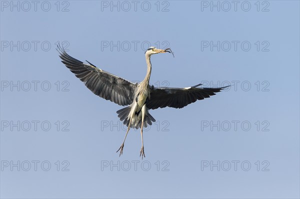 Grey Heron (Ardea cinerea) in flight with nesting material