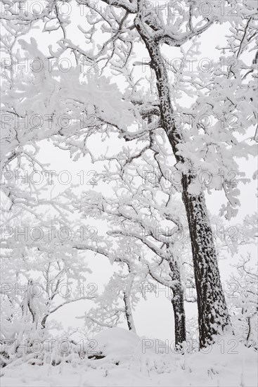 A forest in winter