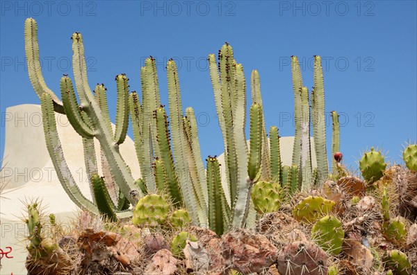 Canary Spurge (Euphorbia canariensis) and Prickly Pear (Opuntia sp.)