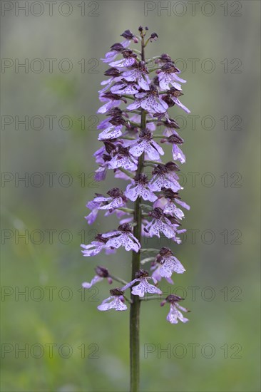 Lady Orchid (Orchis purpurea)