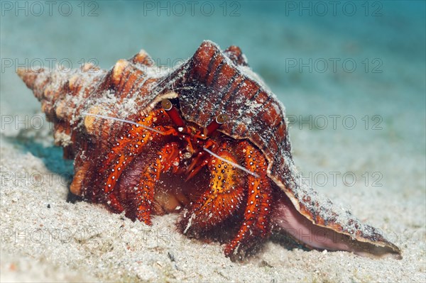 White-spotted Hermit Crab (Dardanus megistos) on sandy ocean bed