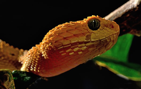 Mayombe Bush-Viper (Atheris squamigera anisolepis)