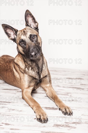 Malinois or Belgian Shepherd Dog