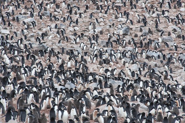 Adelie Penguins (Pygoscelis adeliae)