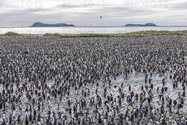 A large colony of King Penguins (Aptenodytes patagonicus)