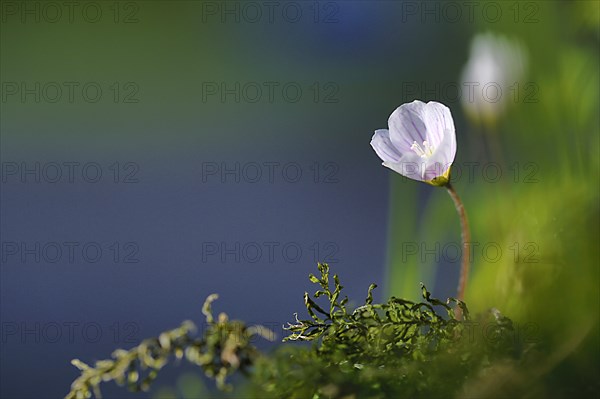 Wood Sorrel (Oxalis acetosella)