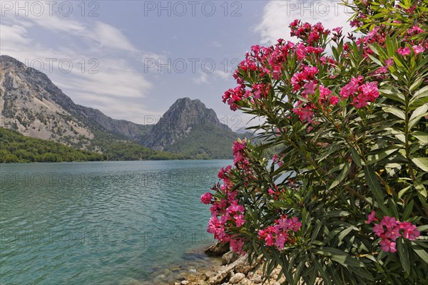 Oleander (Nerium oleander) growing at the Oymapinar dam