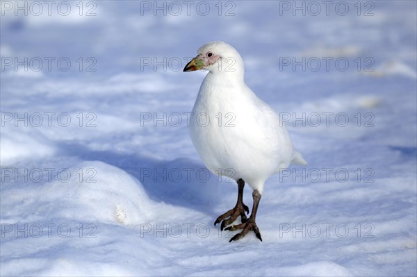 Snowy Sheathbill (Chionis alba)