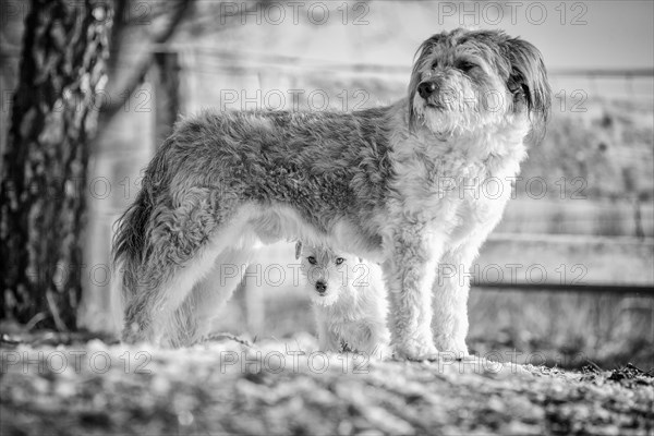 Young Jack Russell Terrier bitch seeking protection behind a larger mixed-breed dog