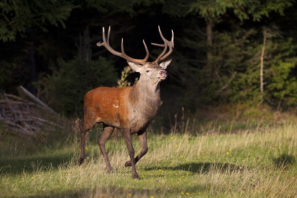 Red Deer (Cervus elaphus)