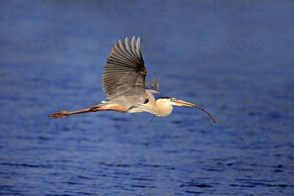 Great Blue Heron (Ardea herodias)