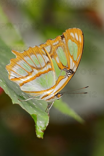 Malachite (Siproeta stelenes)