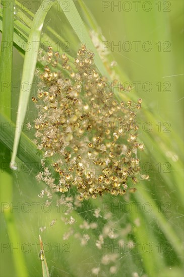 Four-spot Orb-weaver (Araneus quadratus)