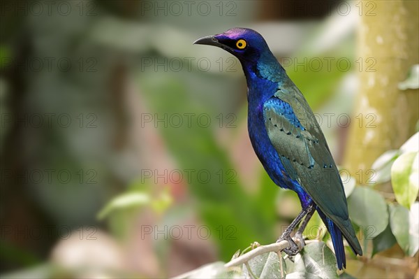 Purple Glossy Starling or Purple Starling (Lamprotornis purpureus)