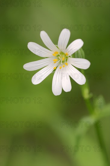 Addersmeat or Greater Stitchwort (Stellaria holostea)